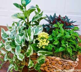 Dish Gardening 101: Designing, Planting & Care