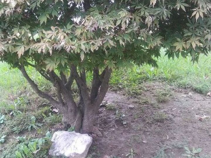 q how to get something to grow under my japanese maple