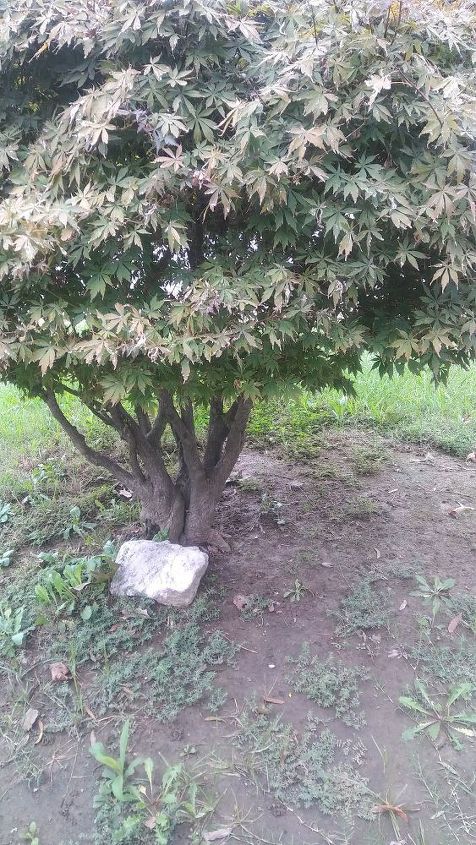 q how to get something to grow under my japanese maple