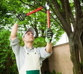 6 steps to remove a tree from your garden