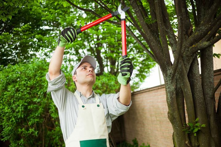 6 steps to remove a tree from your garden