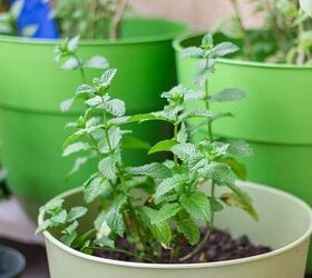 tips for growing mint