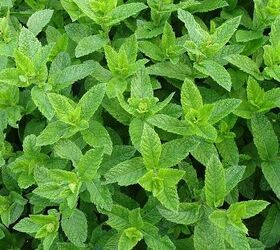 tips for growing mint