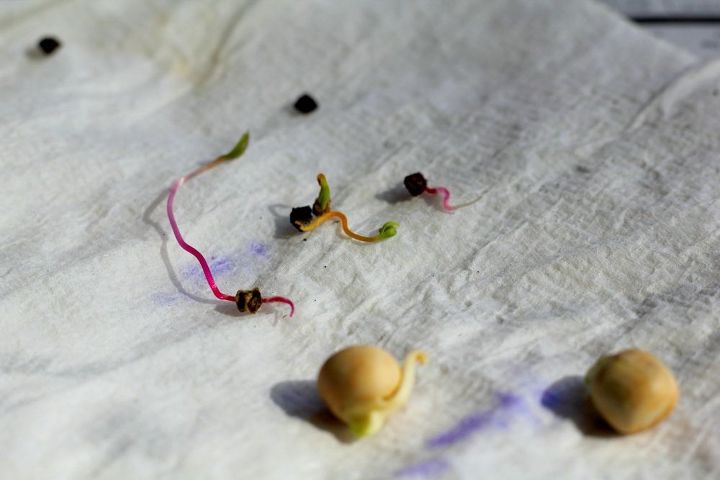 how to test old seeds
