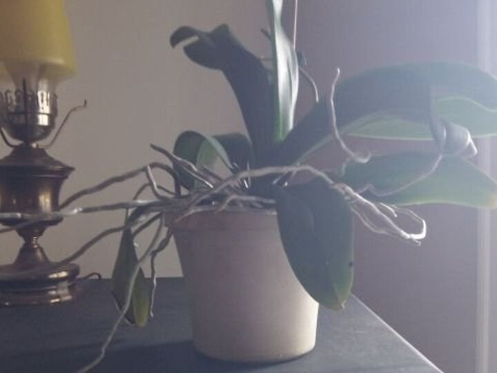 q orchid roots getting too long