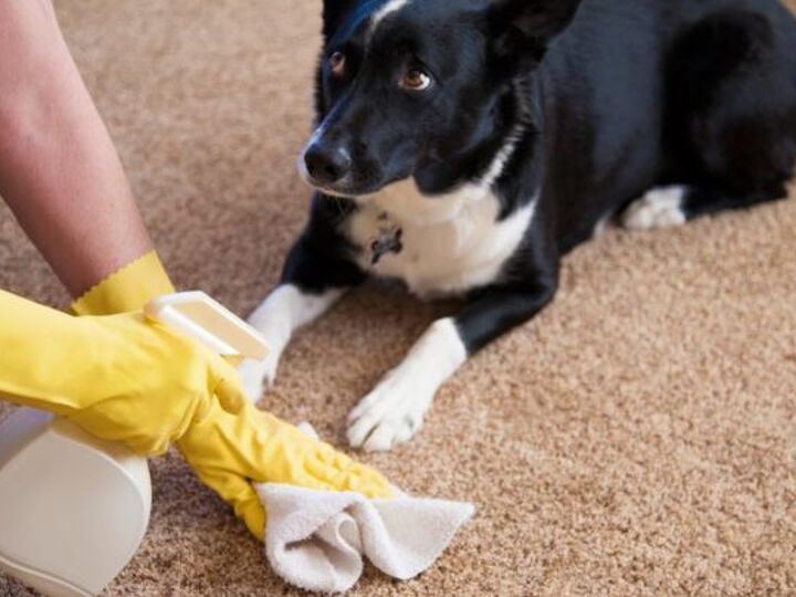 q what is the best way to clean pet hair from wood floors