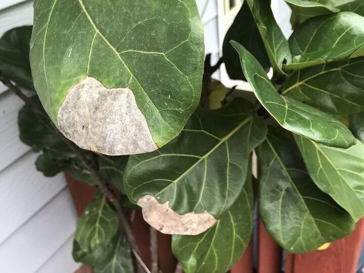 q my fig has sick leaves how can i help them