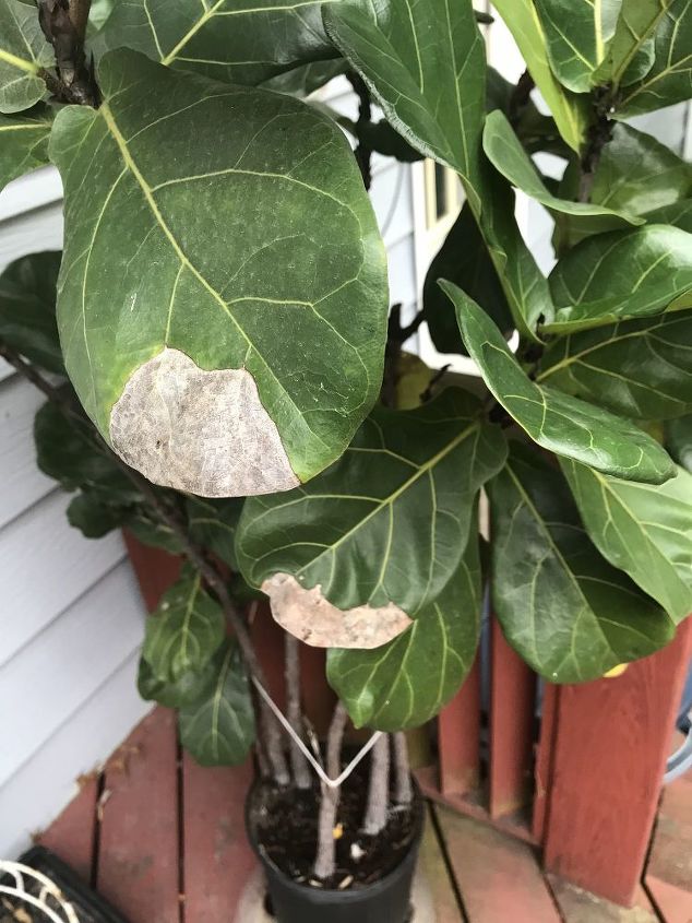 q my fig has sick leaves how can i help them