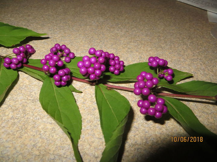 q can someone please tell me what kind of shrub
