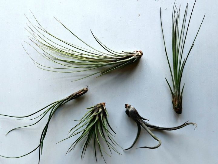 how to make adorable air plant and wire jellyfish
