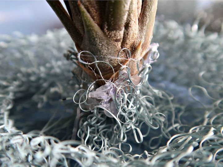 cmo hacer una adorable planta de aire y medusa de alambre