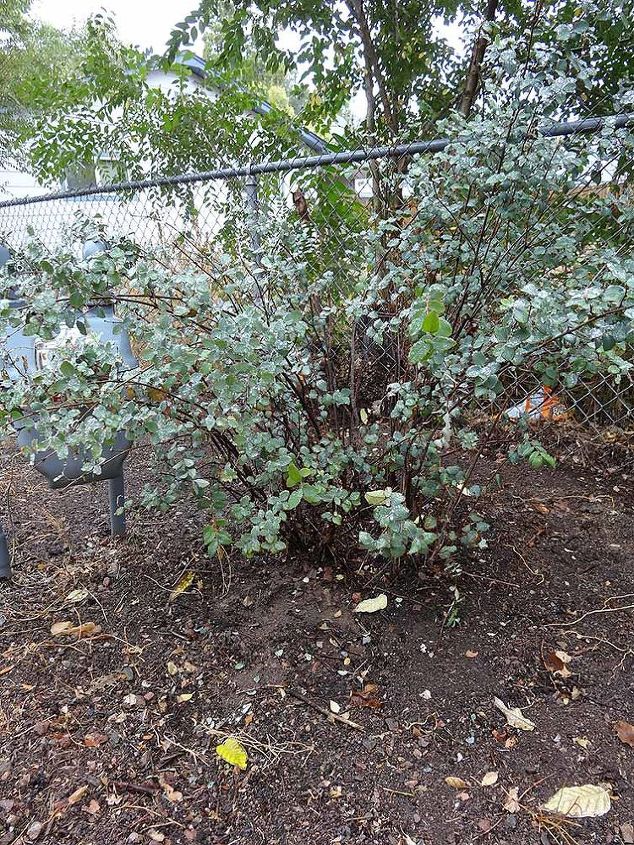q what type of bush is this