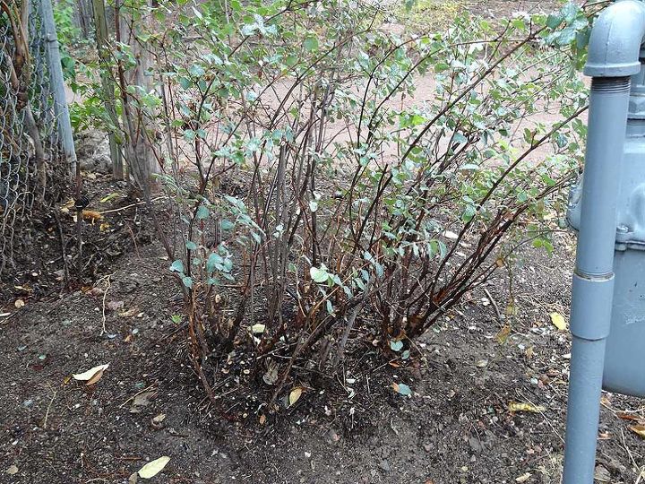 q what type of bush is this