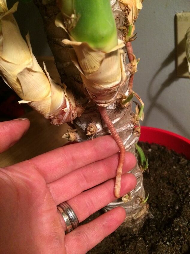 how to help my yucca plant
