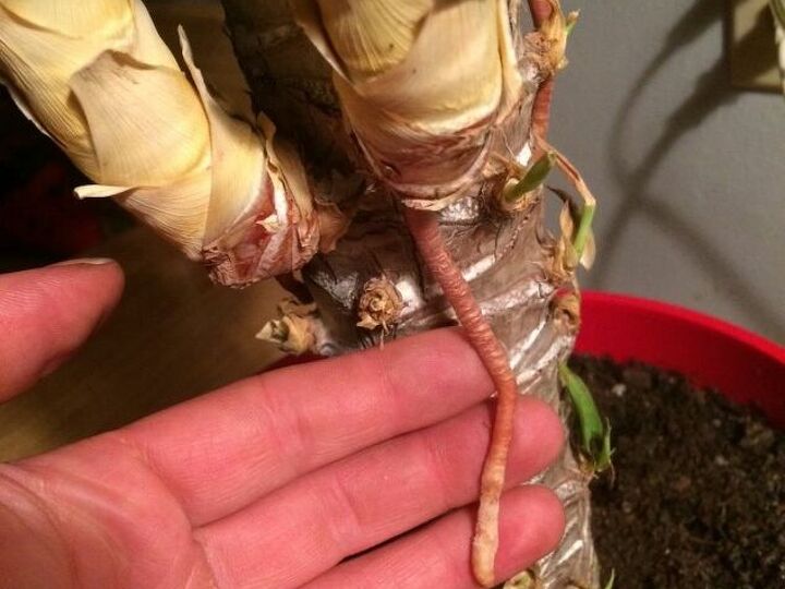 q help my yucca plant