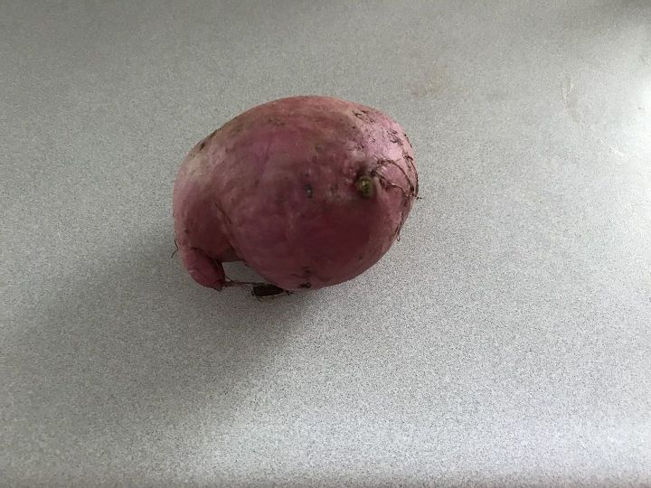 q can i eat it