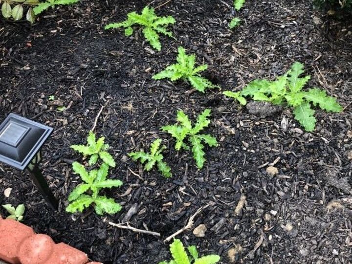 q how can i rid my grass and flower beds of thistle safely for animals