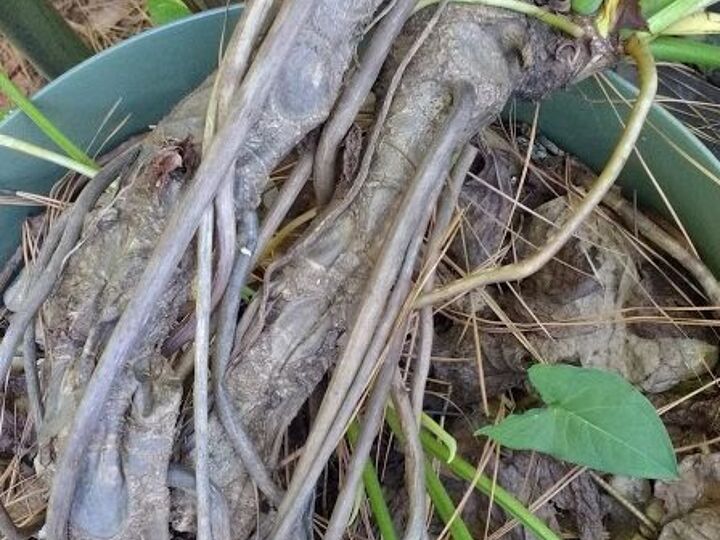 q this 35 yr old plant fell over a few days ago