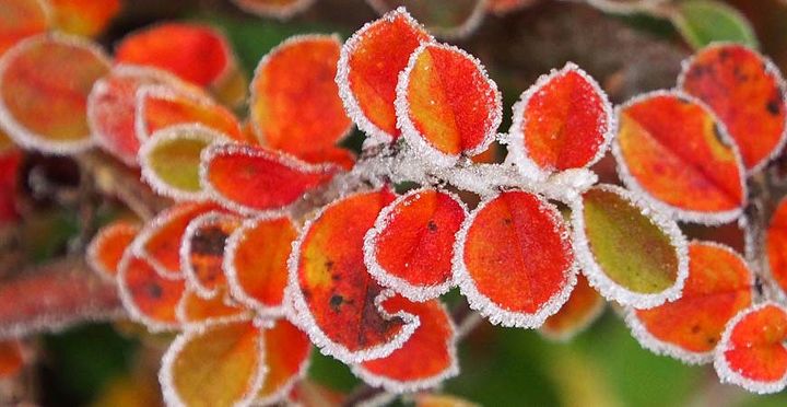 top 5 gardening tasks to do before the first frost arrives
