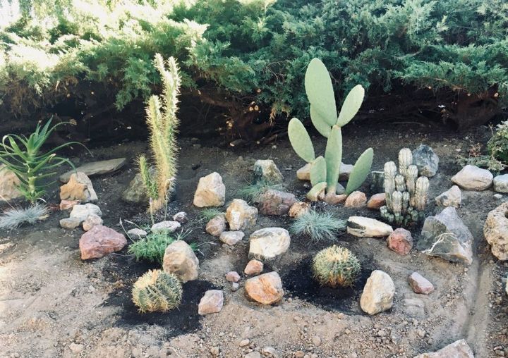 what s the best way to protect a cactus garden from frost