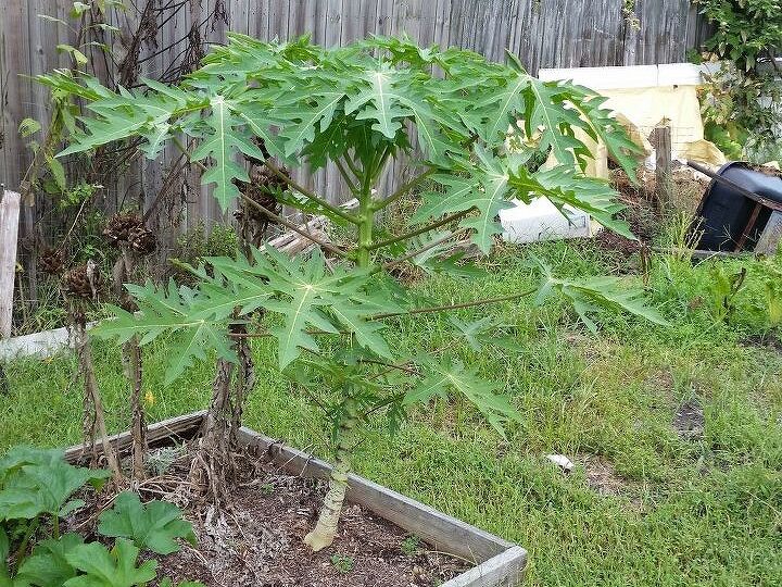 q can anyone tell me what kind of plant this is