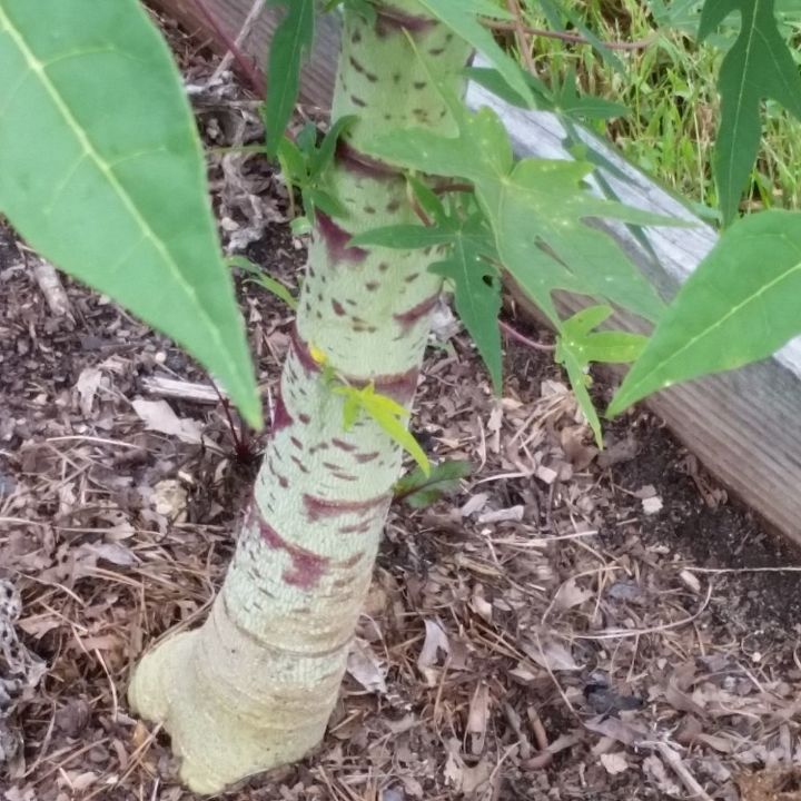 q can anyone tell me what kind of plant this is
