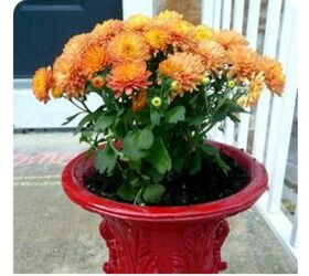 easy trick for displaying mums