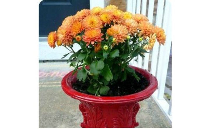 easy trick for displaying mums