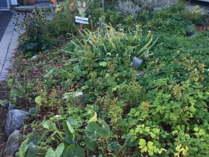 q how do i get rid of bishops weed