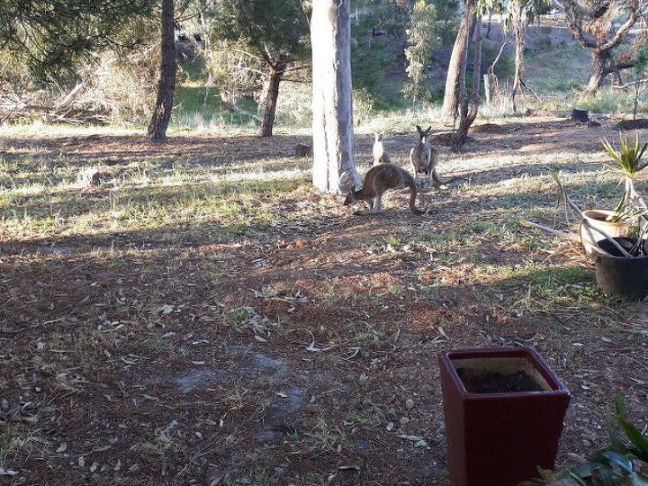 q how do i stop kangaroos from eating the roots of my fruit trees