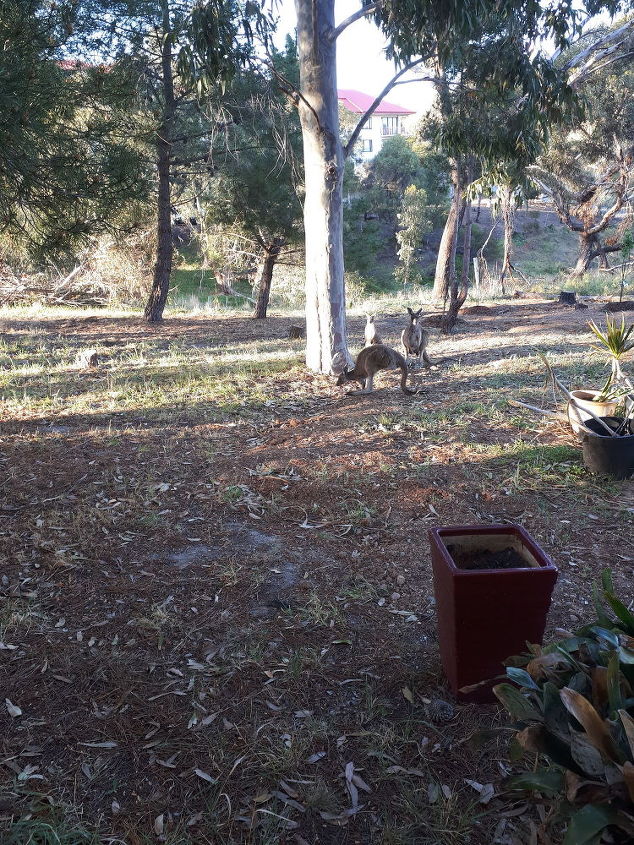 q how do i stop kangaroos from eating the roots of my fruit trees