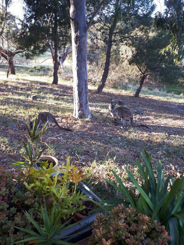 q how do i stop kangaroos from eating the roots of my fruit trees