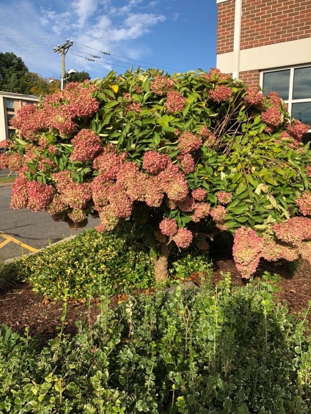 q what type of bush is this