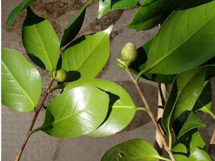 q can i root these pieces of a camellia that i accidentally cut off