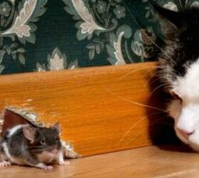 tips to eliminate mice from your house forever