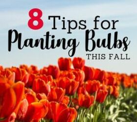 tips for planting fall bulbs