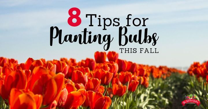 tips for planting fall bulbs