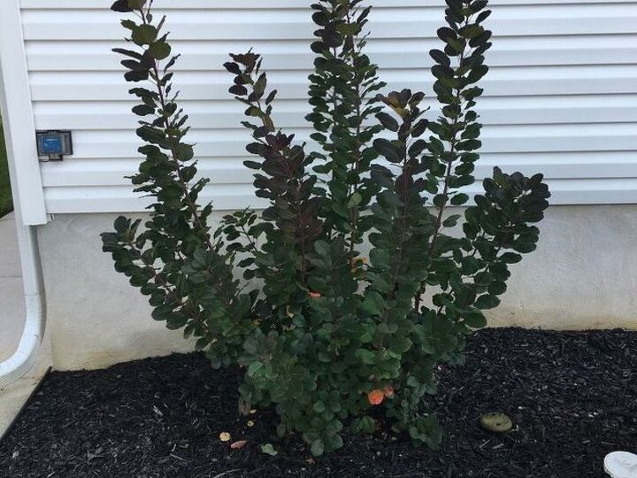 q trimming my smoke bush