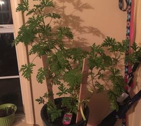 How do I prune a Citronella plant ?