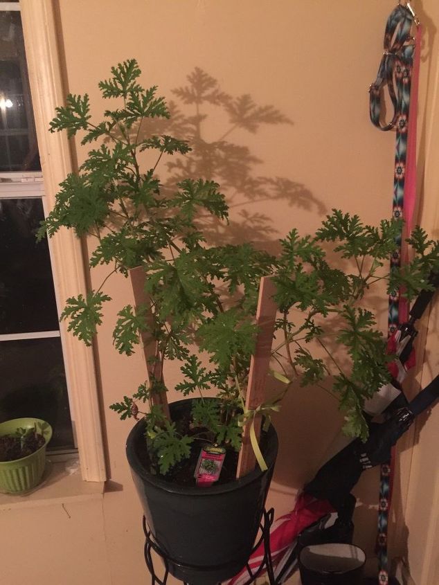 How to Prune Citronella Plant for Winter