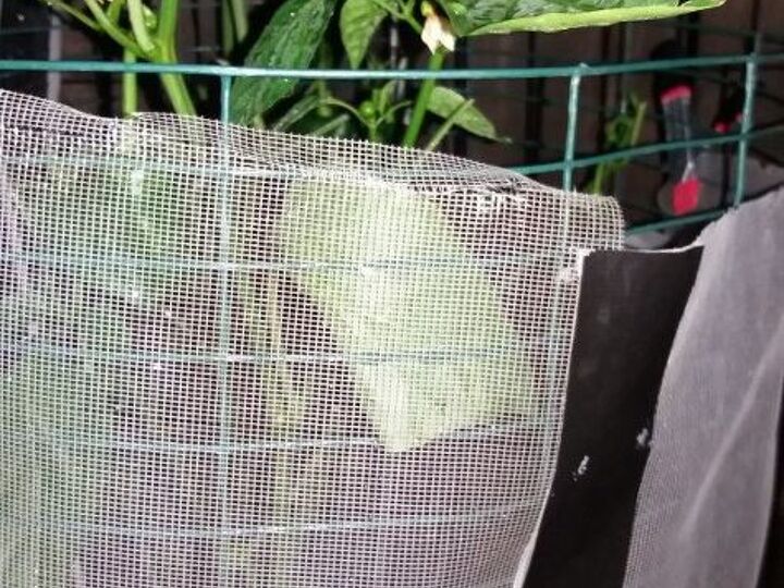 q mystery insect eating leaves