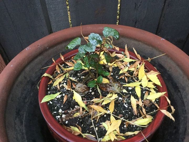 q how to over winter a tiny lilac