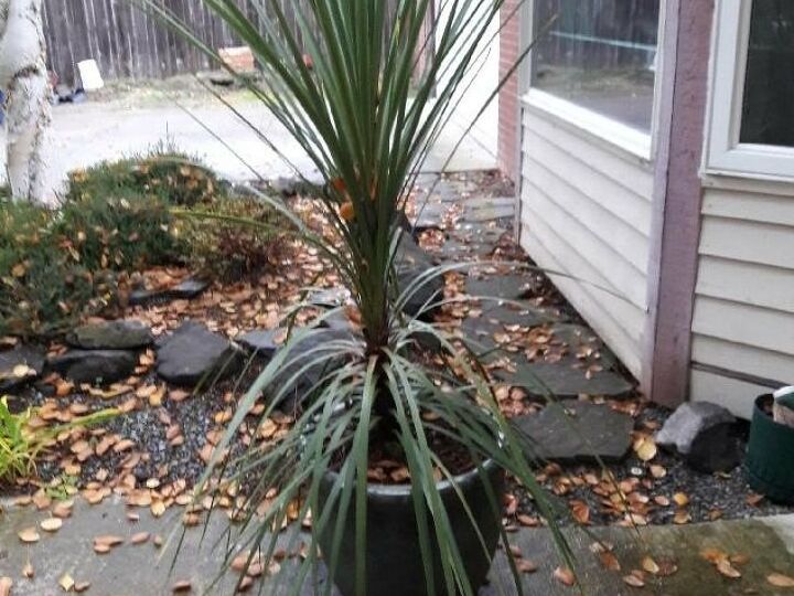q how do i take care of a green grassy palm plant