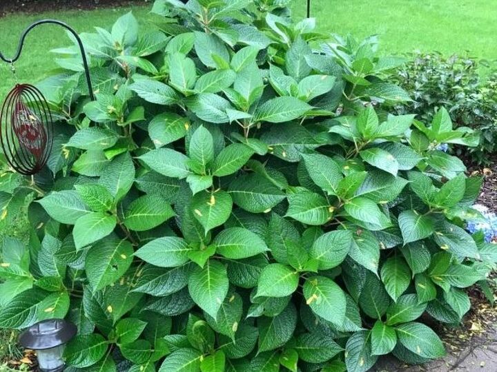 q how do i know whether to cut dow my hydraenga now or in the spring