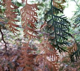 Why are my pine trees turning brown? - Christmas Trees