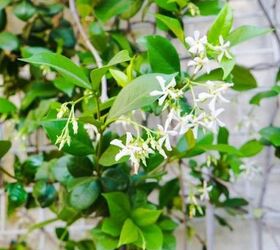 how to prune a star jasmine that s heat stressed