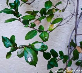 how to prune a star jasmine that s heat stressed