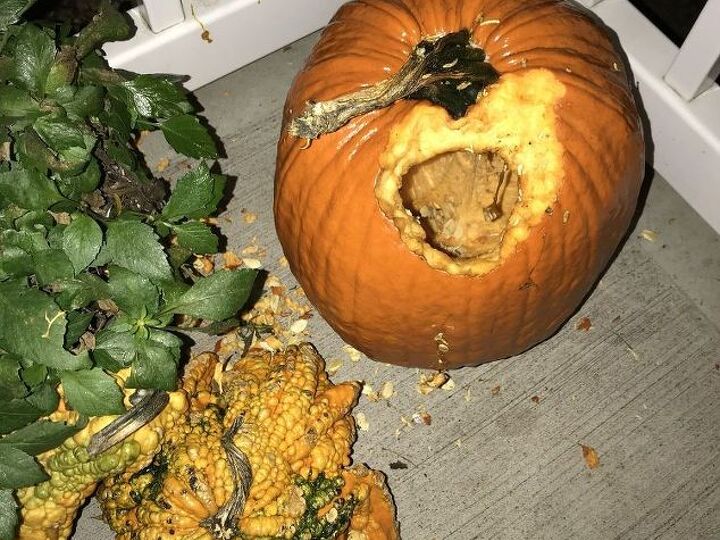 q how do i keep squirrels from eating