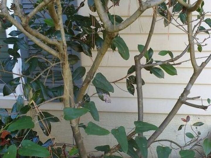 q what kind of perennial plant not a shrub can i put here