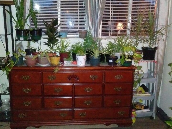 q my house plants need life